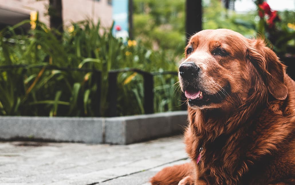 The Differences Between Lead and Senior Roles in Front‑End Development.