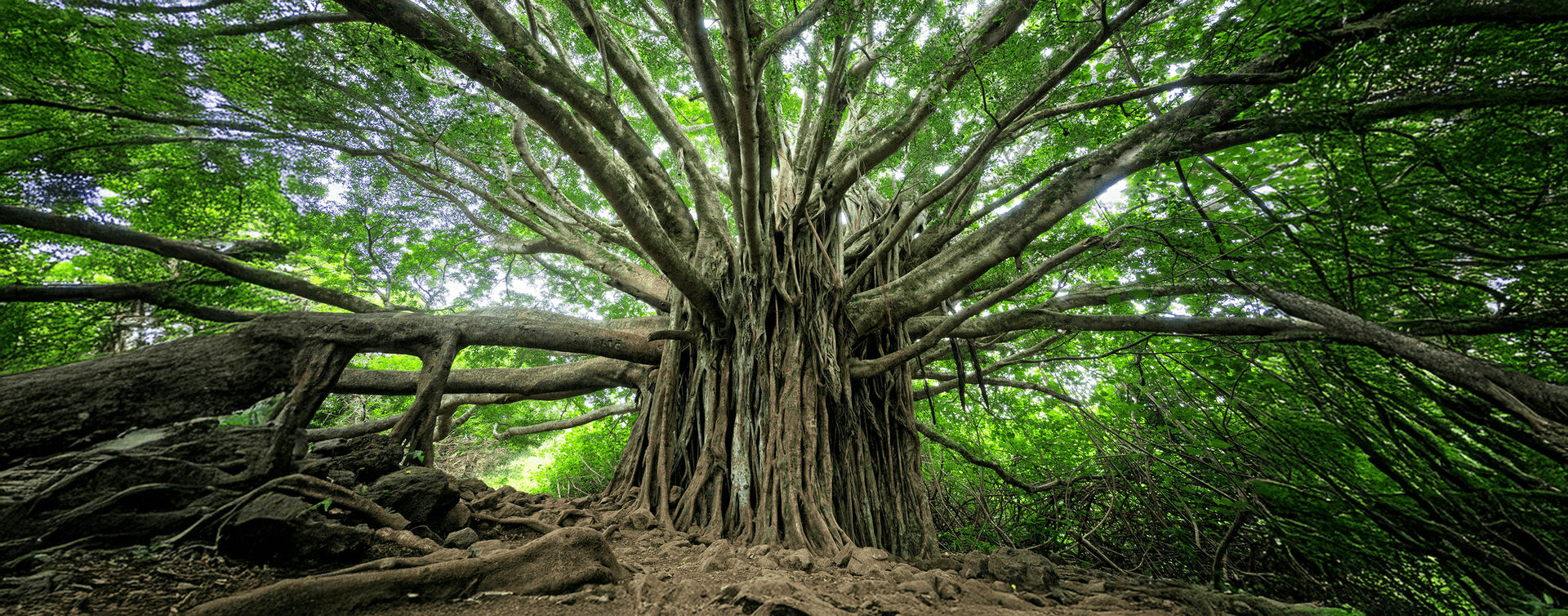 Abstract image used to represent LeetCode: Binary Tree Zigzag Level Order Traversal