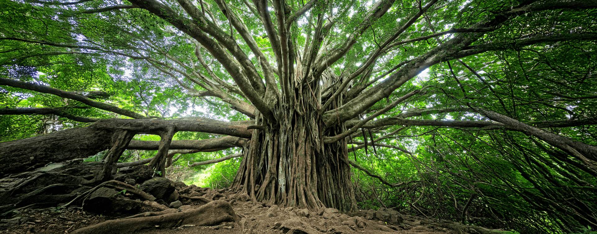 Abstract image used to represent LeetCode: Binary Tree Zigzag Level Order Traversal